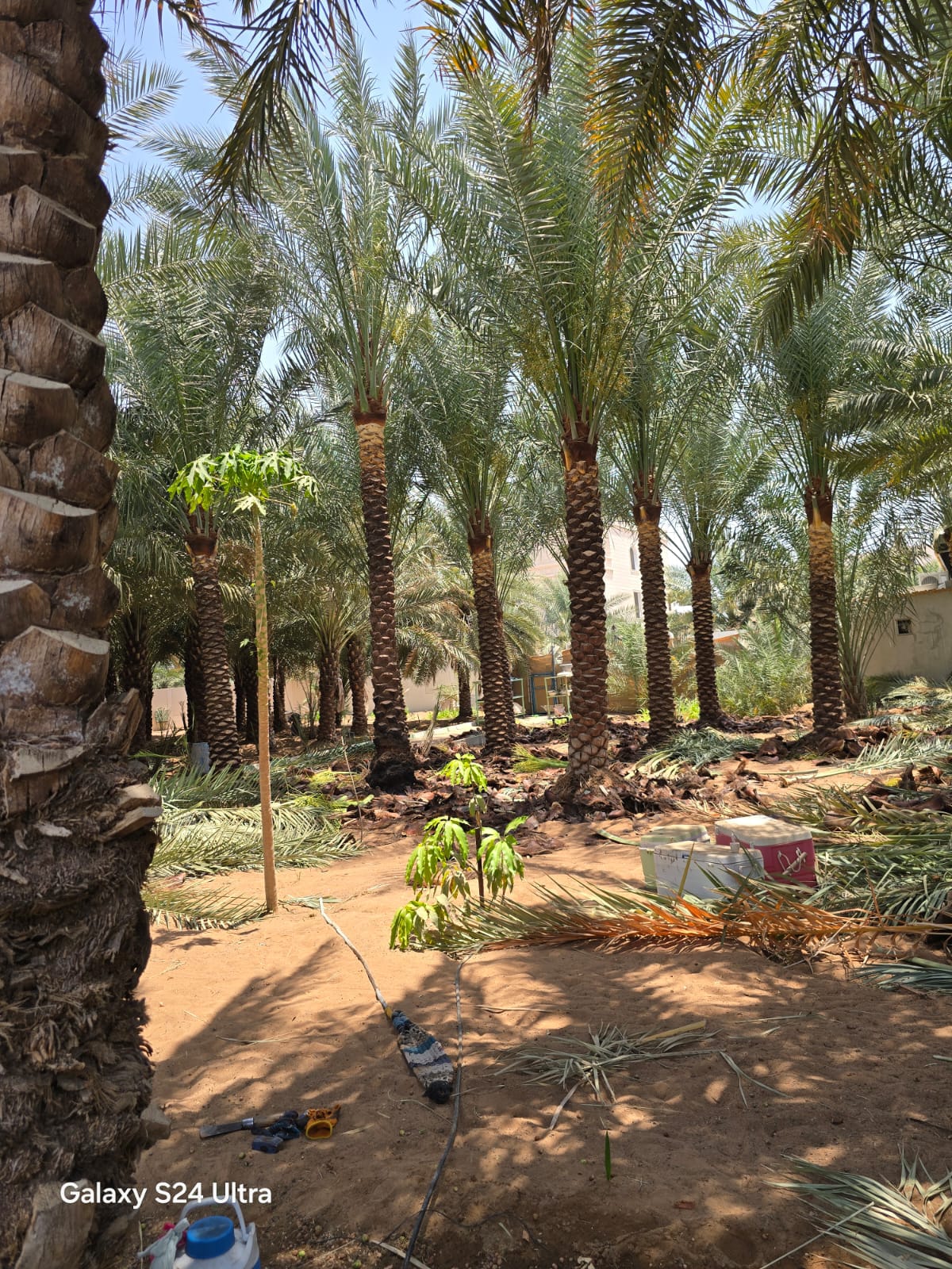 Whatsapp Image 2026 09 25 At 9 48 52 Pm – Prime Date Palm Trees UAE